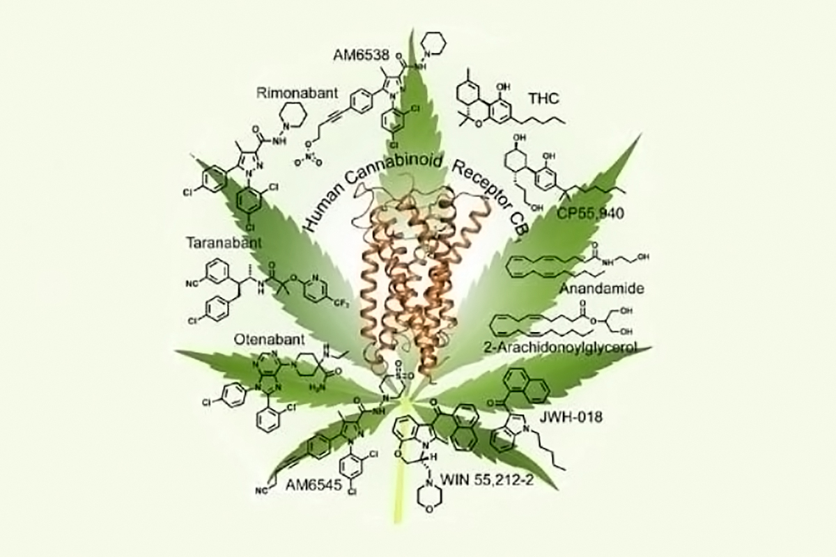 Top 5 cannabinoïde planten