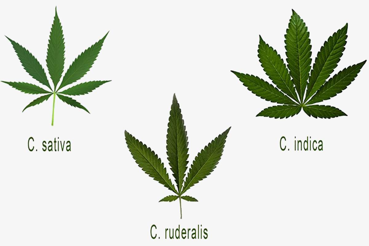 Soorten cannabis