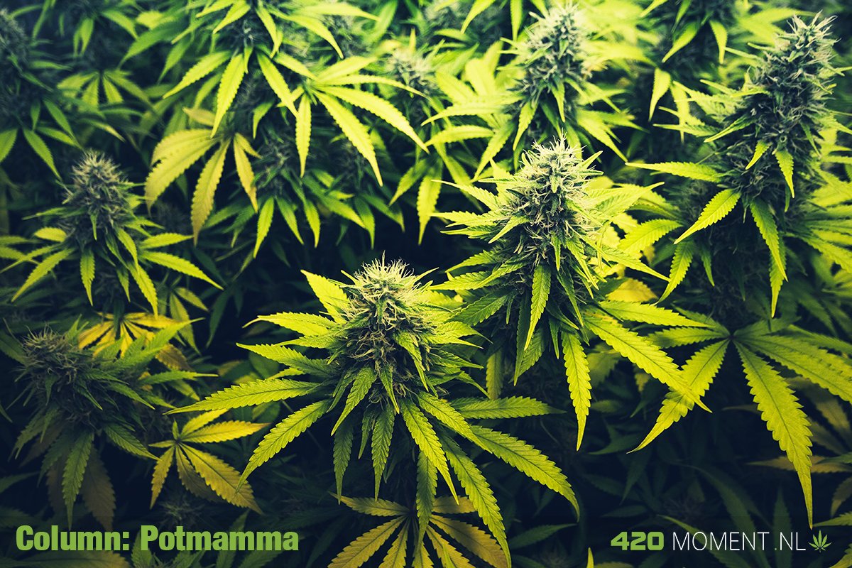 Cannabis, pot, ganja of gewoon de mooiste plant ter wereld - Deel 2