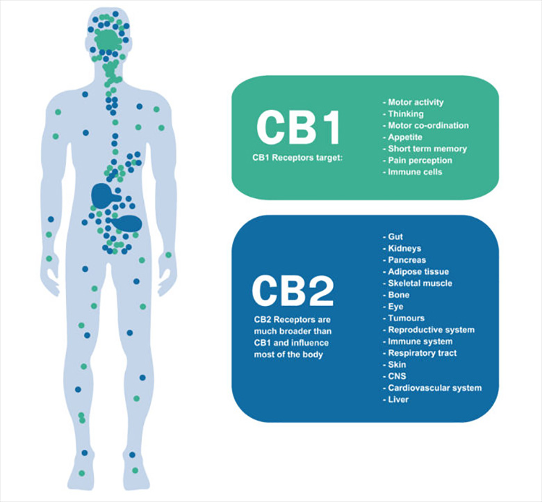 CB1 en CB2 receptoren cannabis cannabinoiden medicnale wiet