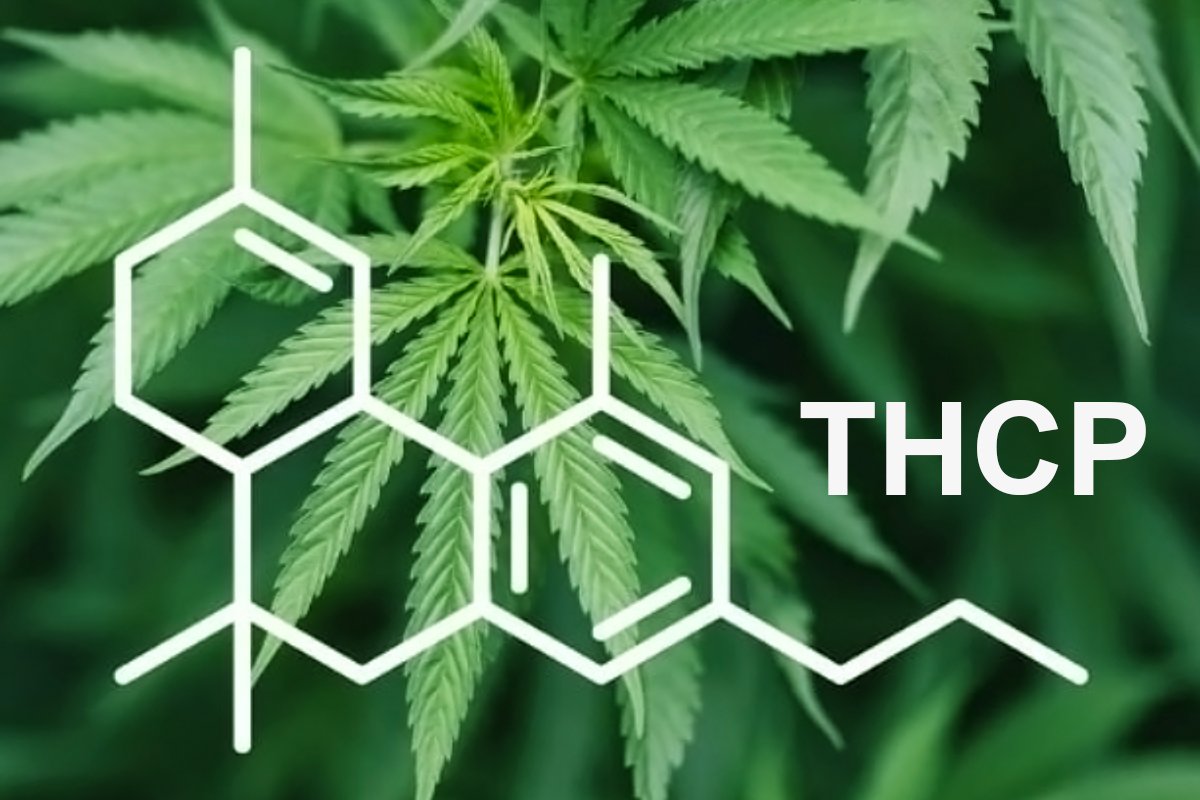 Nieuw ontdekte cannabinoïde THCP is 30x sterker dan THC!
